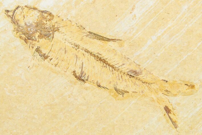 Bargain, Fossil Fish (Knightia) - Wyoming #343676